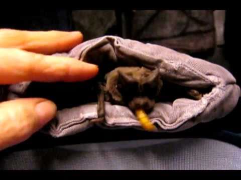 BatWorldSanctuary-Gimlet.avi - YouTube