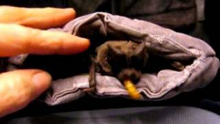 BatWorldSanctuary-Gimlet.avi