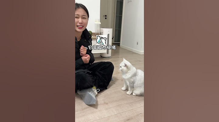 上门喂猫，被练过功夫的猫咪客户打了8次... 今天上门喂养一只练过功夫的暴躁银渐层...小家伙挺社牛的，就是喜欢打宠托师 #萌宠#宠物#动物#狗狗#遛狗#animals#cute#funny#pets