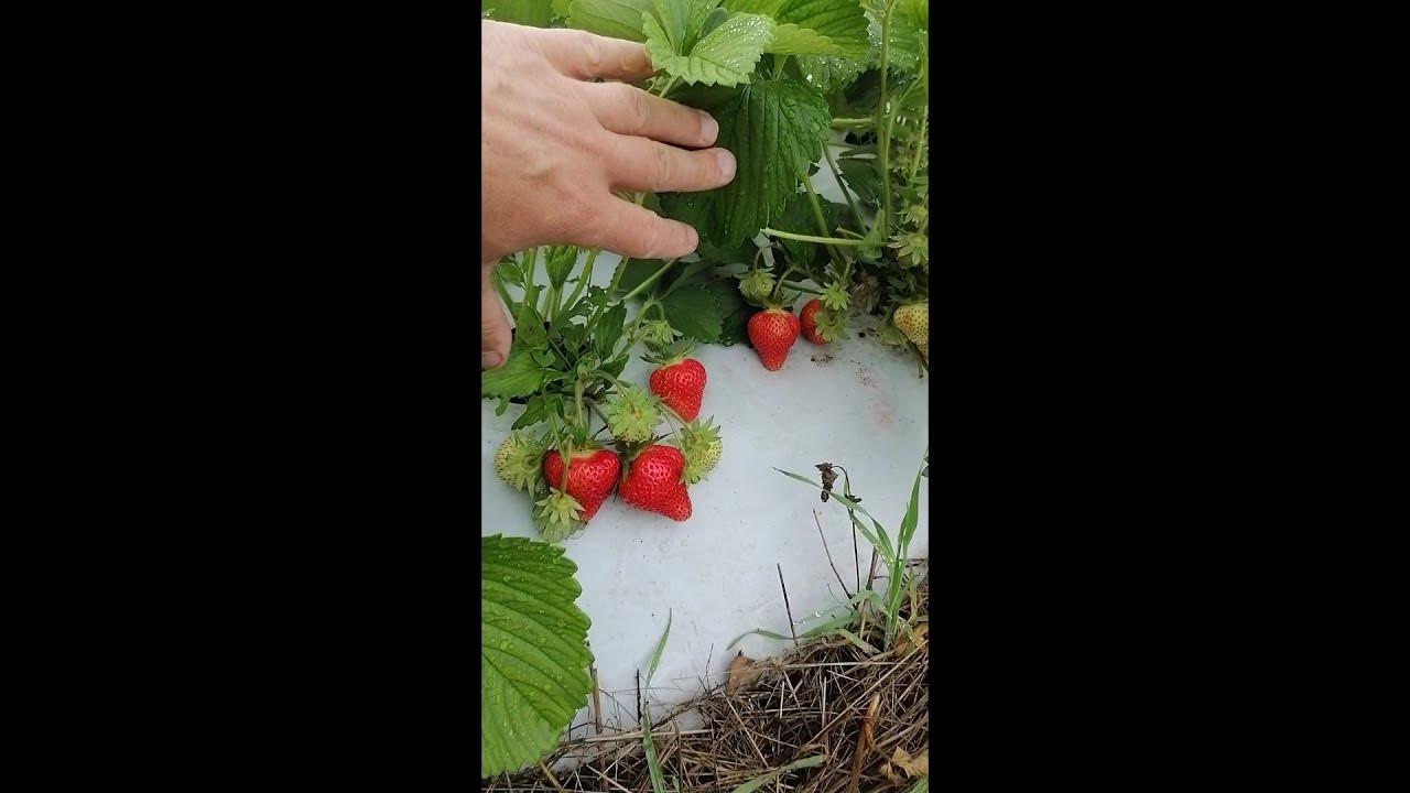 Клубника гигант. Клубника с кулак. Земляника (клубника) вибрант. Клубника сорт флоренция фото. Садовник клубника.