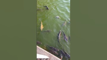 Mọi người có câu cá được ở hàn quốc không? Rất nhiều cá trong công viên. #incheon #travel #korea