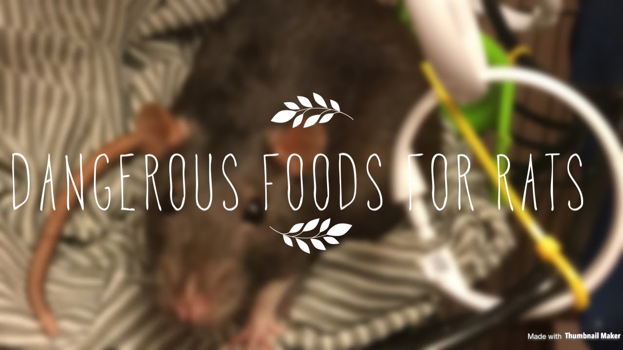 DANGEROUS FOODS FOR RATS🐁 YouTube