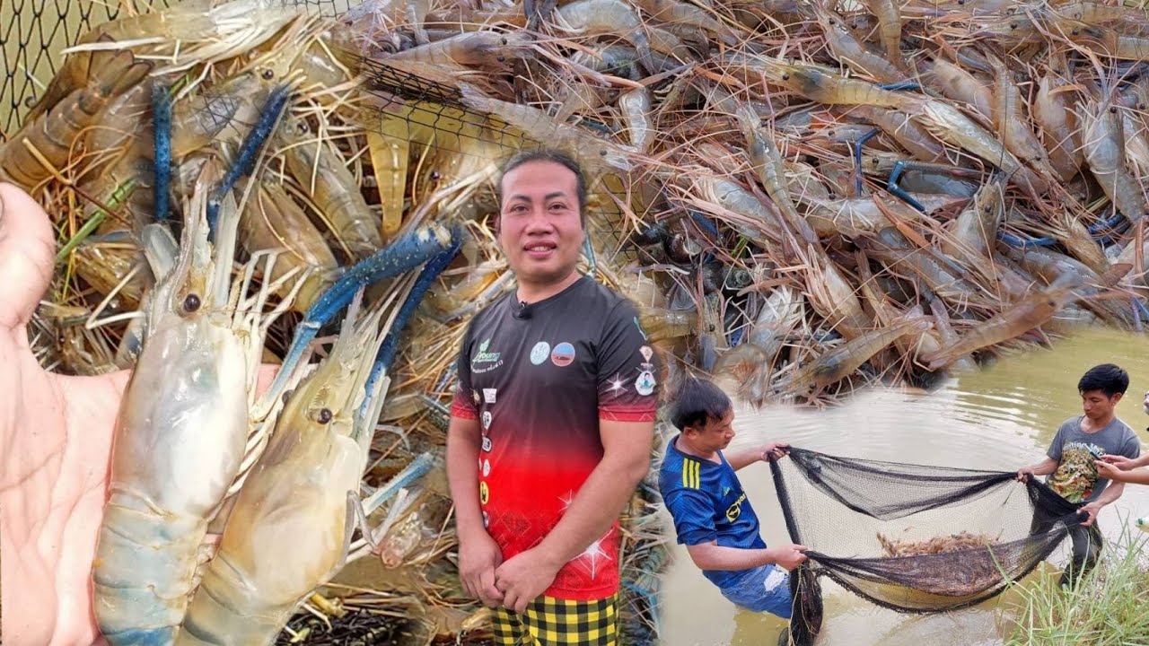 อาณาจักรกุ้งก้ามกราม จ.กาฬสินธุ์ ถิ่นกุ้งก้ามกราม  สร้ารายได้งาม เลี้ยงง่ายๆมีรายได้ทั้งปี