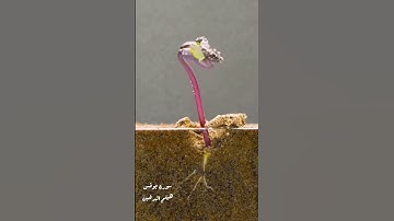 (هو يحيي ويميت) سورة يونس هيثم الدخين تلاوة القران الكريم