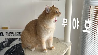 나누는 기쁨에 텐션 폭발한 집사들ㅋ 무야호!!✨ | 고양이 쉼터 기부와 봉사 | 고양이 브이로그