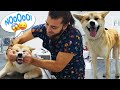 SEVİMLİ AKITA INU! 😍 Ünlü Japon Irkı Köpek Geldi! #TheVet