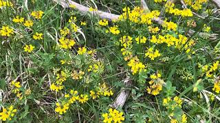 Paardenhoefklaver Hippocrepis Comosa Nl Bloeit Planten Van Hier