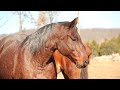 Olivias sale  beautiful bay roan quarter horse