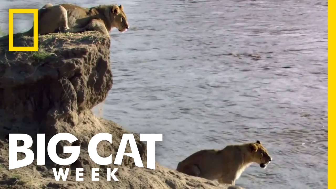 A Dangerous River Crossing | Big Cat Week - YouTube