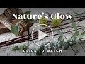 Nature S Glow 