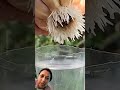 लहसुन की खेती #agrifuture #agriculture #youtubeshorts #trending