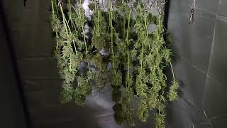 Weekly update Octopot grow #2  autoflower Northern Lights  day 112 in 3x3 tent