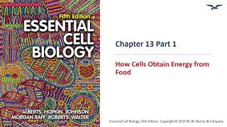 (BC PCB 3023) Chapter 13 How Cells Obtain Energy from Food Part 1