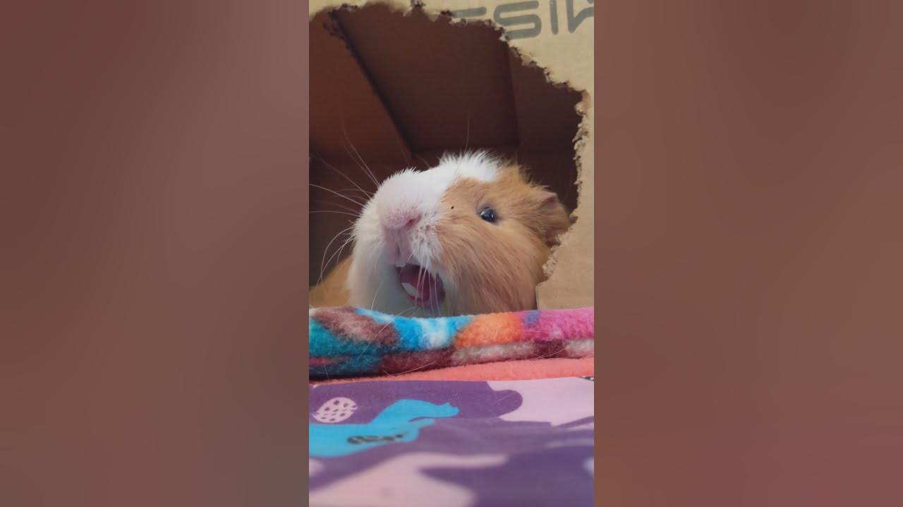 ADORABLE GUINEA PIG YAWN ️ - YouTube
