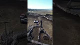 Overview of our corrals on preg test day for the #cows at the #ranch