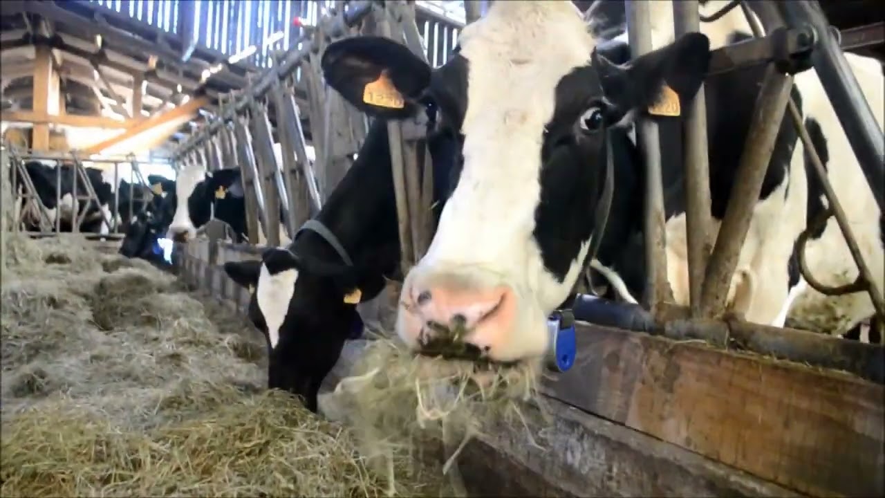 Robot de Traite Delaval   Racleur Automatique   Ferme Automatisée