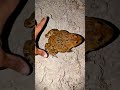 Funny Frog Escape 😂 Frog vs Lizard… NO WAY 💀