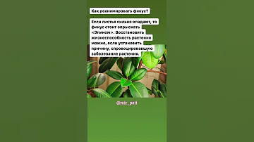 КАК РЕАНИМИРОВАТЬ ФИКУС КАУЧУКОНОСНЫЙ?
