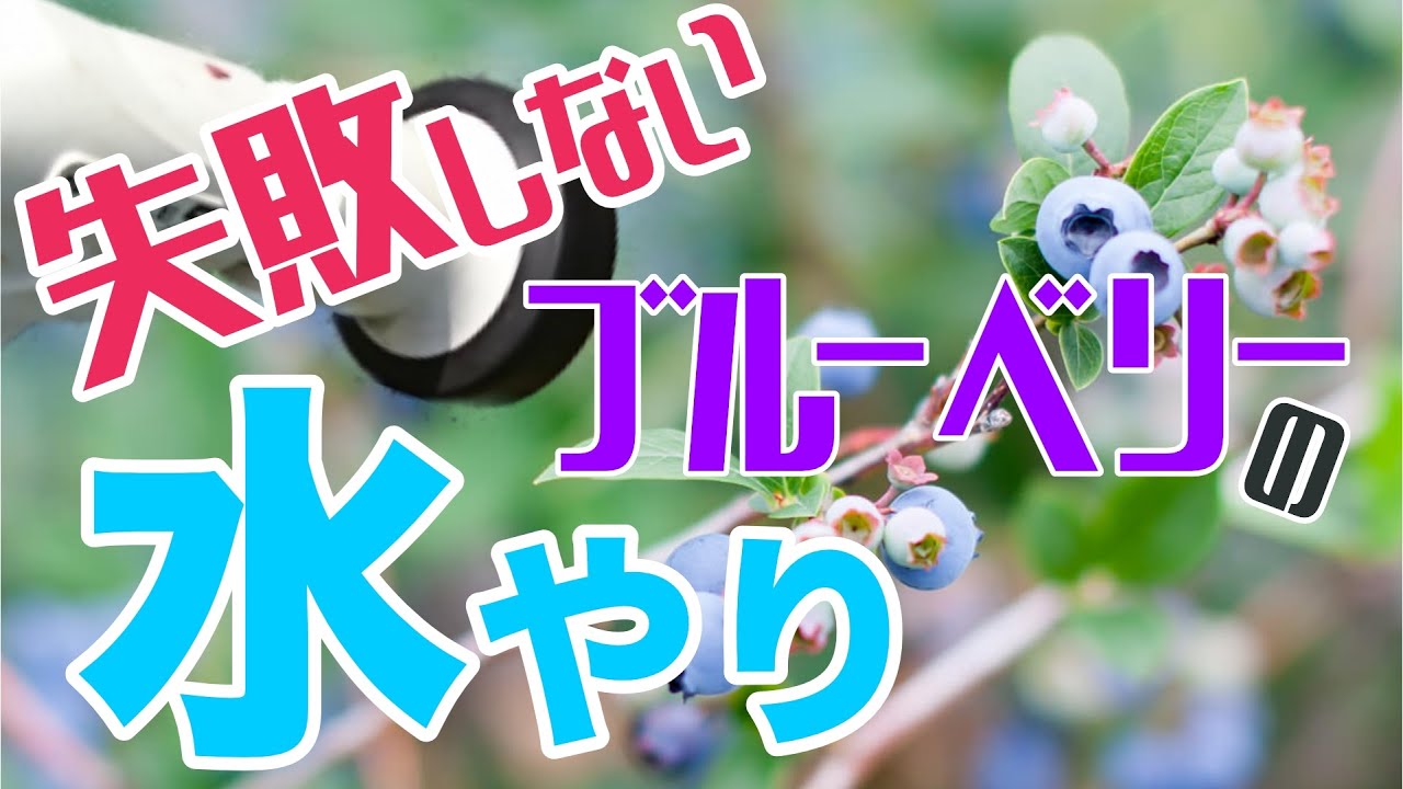 【意外に難しい!? 】失敗しないブルーベリーの水やり
