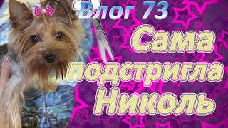 видео: СТРИЖКА ЙОРКА ДОМА. Испорченное ухо. Катастрофа! Как стричь йоркширского терьера. картинка: СТРИЖКА ЙОРКА ДОМА. Испорченное ухо. Катастрофа! Как стричь йоркширского терьера.
