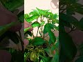 #gardening