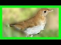 Veery bird song sound call chirp melody  zorzalito rojizo canto  catharus fuscescens