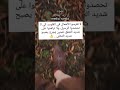 لاتغرسوا الاهمال رندا شعر Randa كلمات 