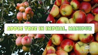How To Plant An Apple 🍎 Tree In Manipur S_Kids