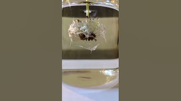 Dandelion Repels Water #shorts #scienceexperiment #science #sciencefacts #experiment #chemistry