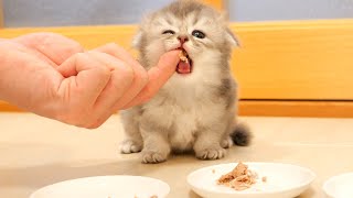 Here is a kitten who completely thinks the owner's finger is food.