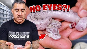 We Hatched Snakes Without EYES!!!