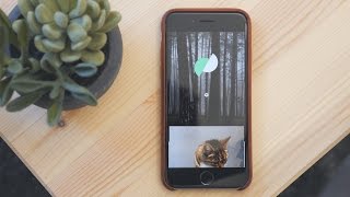 Make Live Photos better with Google's Motion Stills app screenshot 4