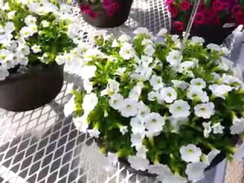 Video: Calibrachoa 