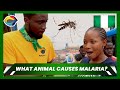 What animal causes malaria  street quiz nigeria ep 11  funny africans 