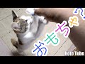 子猫を保護して1ヶ月、コンビニ袋で肥満防止とストレス解消！家族としての絆を深めます！