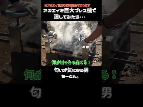 完成したエイ煎餅の匂いが気になる男 #shorts  #野食 #アカエイ