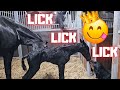 Get up, drink and lick a lot🙃 Sweet Filly | Friesian Horses