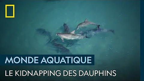 Comment S Appelle Le Bebe D Un Dauphin