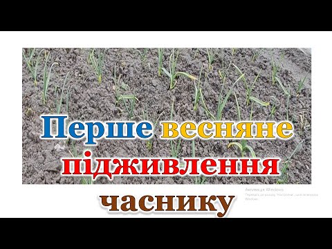 Перше весняне підживлення часнику