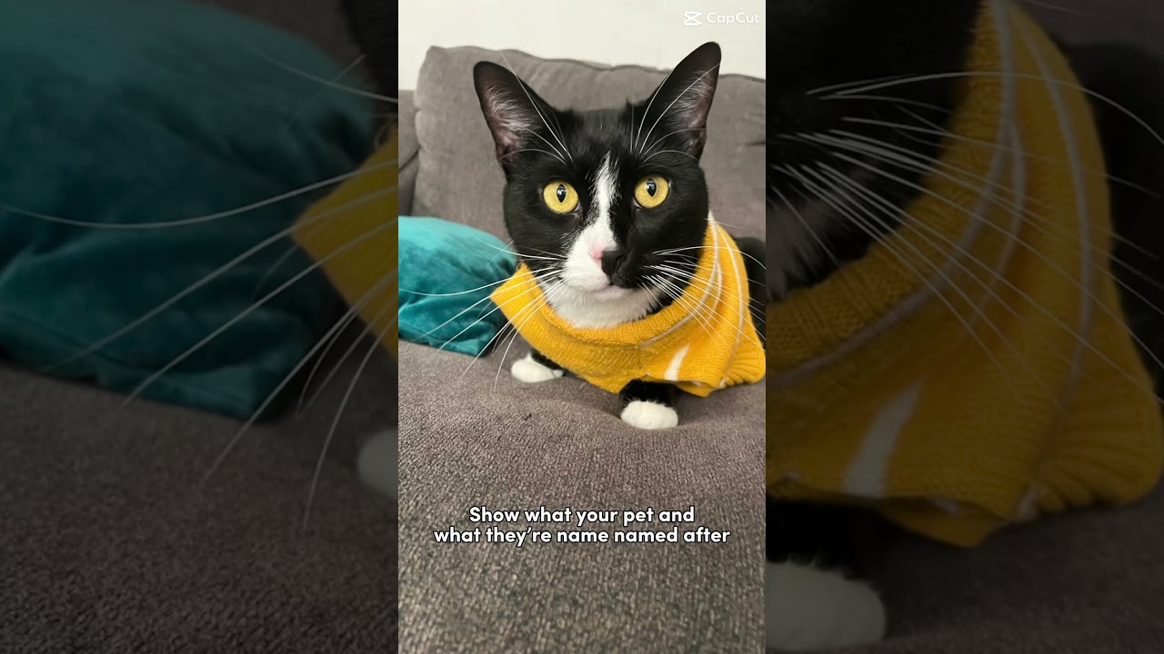 Loki 🎉🥳🎉🥳🎉 