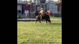 RM AFRODITA (JEB PRESUMIDO-TE x JLGT CATALEYA) JMC VERENA (AEV HALCON x JMC ALBERTA)
