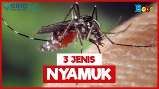 Fakta Menarik - Nyamuk yang Ada di Sekitar Kita