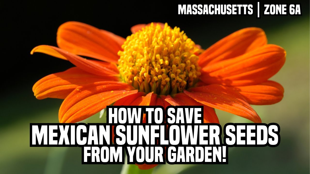 Save Mexican Sunflower Seeds | Easy Seed Saving from the Garden