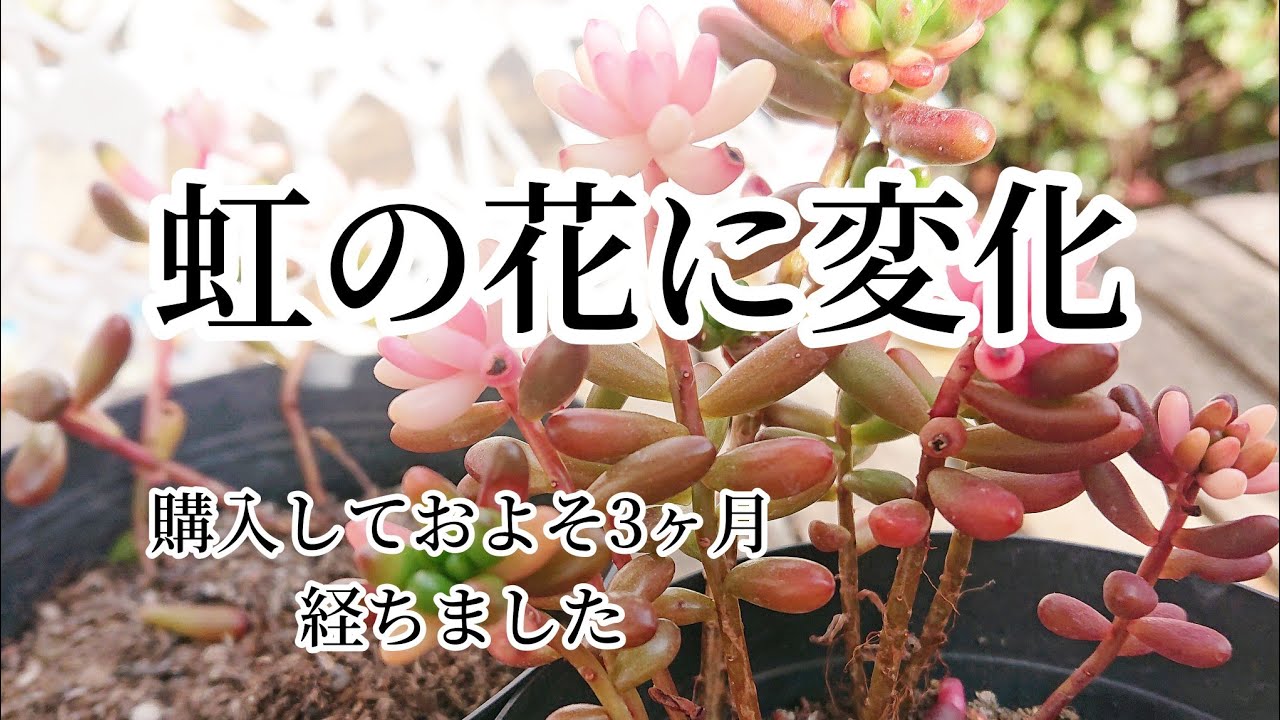 虹の花に変化がありました 📣 - YouTube