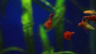 Full Red Lepistes. Babür Alimov .Antakvaryum