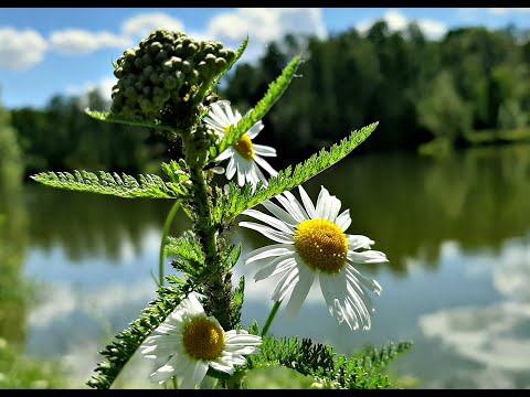 Беседа с бабулечками в Чепелево