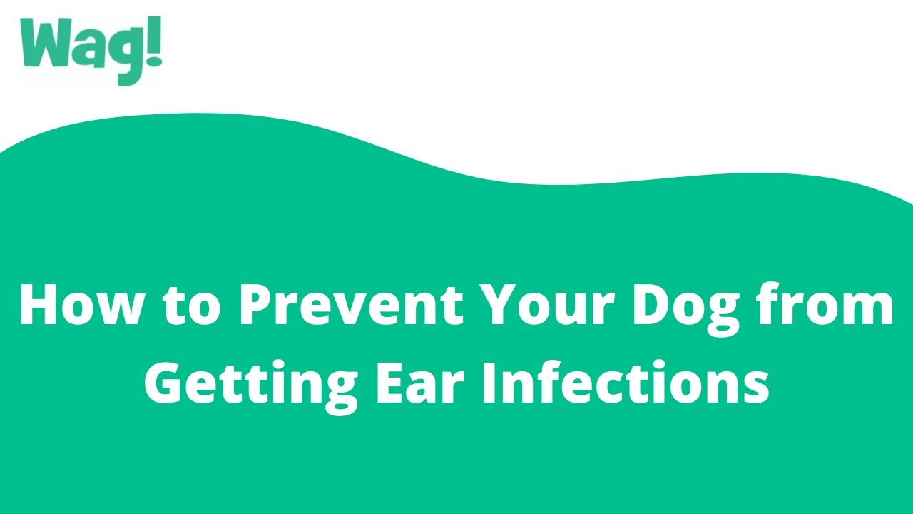 Ear Margin Hyperkeratosis In Dogs Signs, Causes, Diagnosis,, 49 OFF