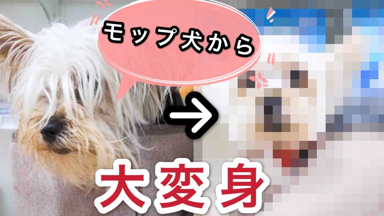 モップ犬をトリミングしたらめっちゃスリムになったwww うに Youtube