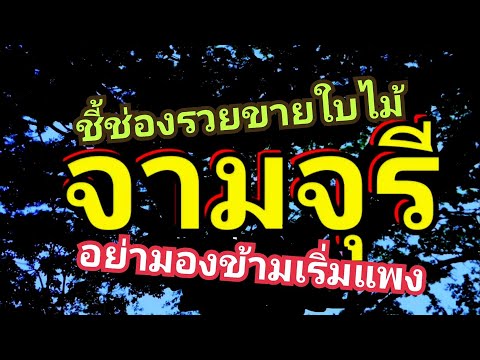 ต้นไม้ที่ขายใบได้ จามจุรี ดีอย่างไรดูลายไม้ชัดๆ ep143