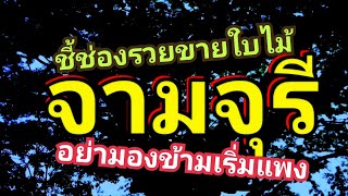 ต้นไม้ที่ขายใบได้ จามจุรี ดีอย่างไรดูลายไม้ชัดๆ ep143